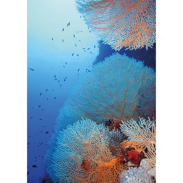 Digital Print Panels Red sea coral 